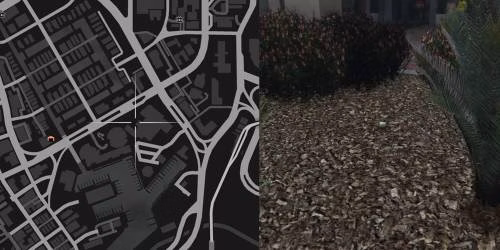 Localiza&ccedil;&atilde;o 15 da planta de peiote