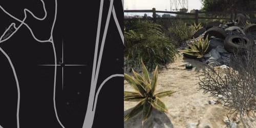 Localiza&ccedil;&atilde;o 44 da planta de peiote
