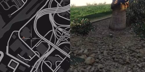 Localiza&ccedil;&atilde;o 1 da planta de peiote